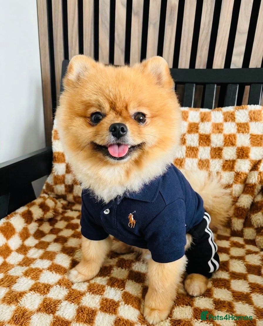 Pomeranian dogs 💙✨BLUE & HAZEL EYES 👀 EXPERIENCED POM STUDS🏆 - Advert 9