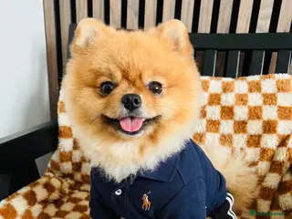 Pomeranian dogs 💙✨BLUE & HAZEL EYES 👀 EXPERIENCED POM STUDS🏆 - Advert 9