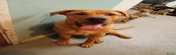 Mixed Breed dogs for sale: Having to rehome - Advert 4