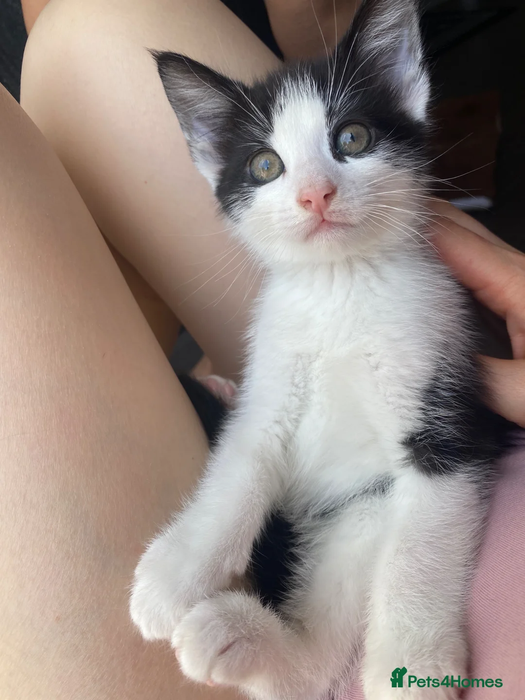 British Shorthair cats for sale: Lovely Kitten - Advert 4