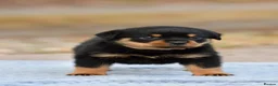 Rottweiler dogs for sale: Phenomenal old fashioned, health tested parents - Advert 15