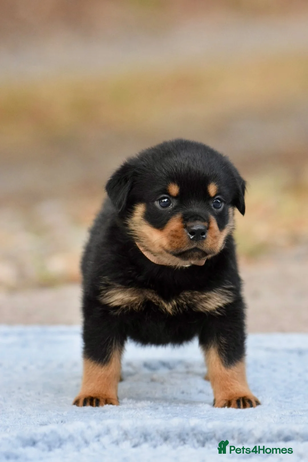 Rottweiler dogs for sale: Phenomenal old fashioned, health tested parents - Advert 15