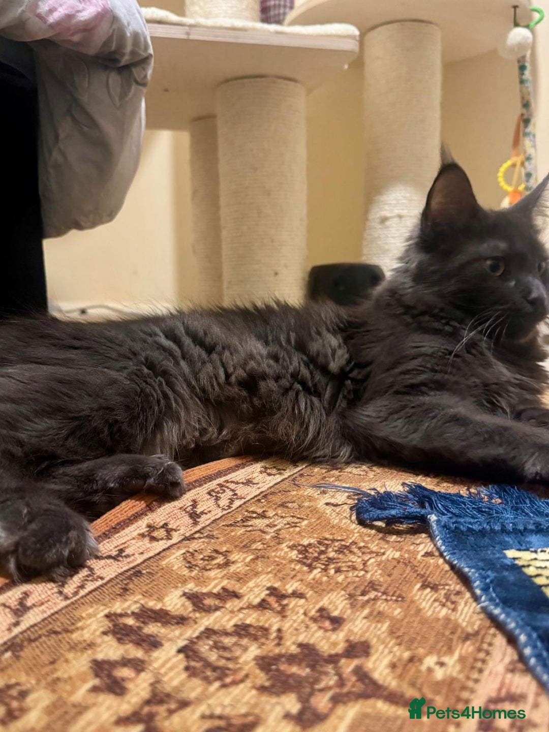 Maine Coon cats for sale: ✨ Beautiful Maine Coon Ex-Queen ✨ - Advert 7