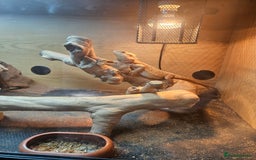 Bearded Dragon reptiles for sale: Besrded Dragon - Image 7