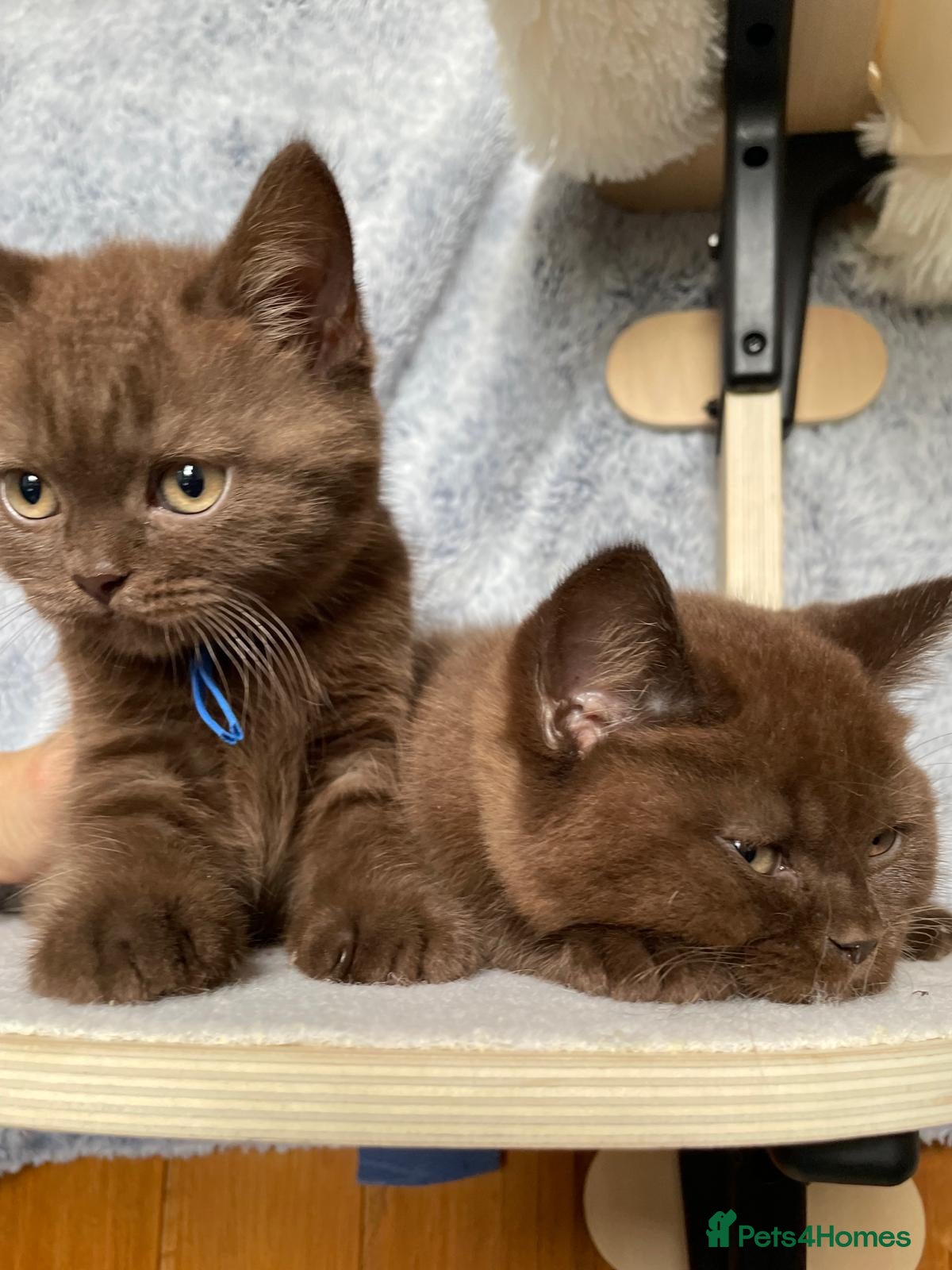 British Shorthair cats for sale: Gorgeous GCCF Chocolate British Shorthair kittens - Advert 6