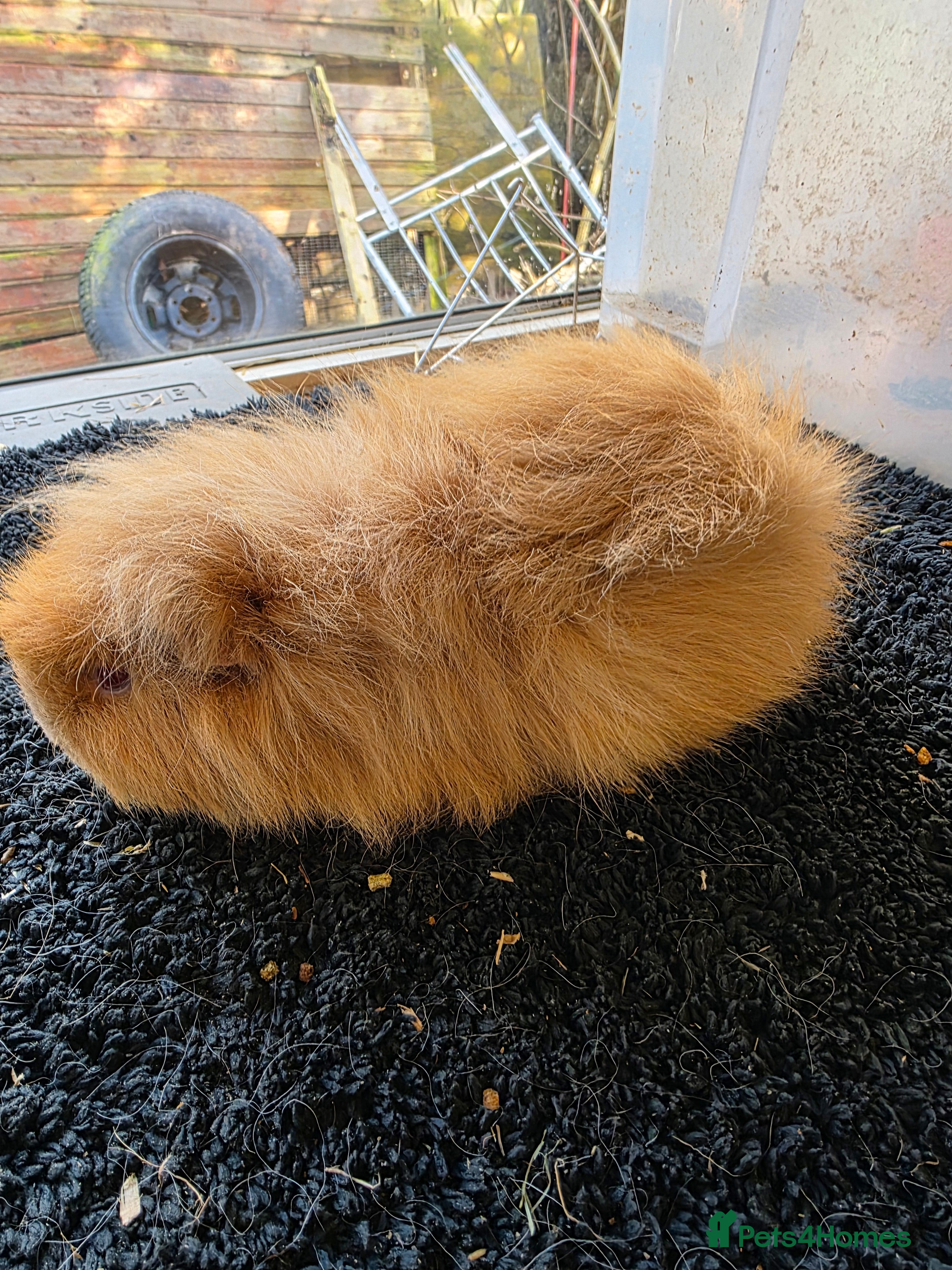 Guinea Pig rodents Swiss various colours - Advert 20