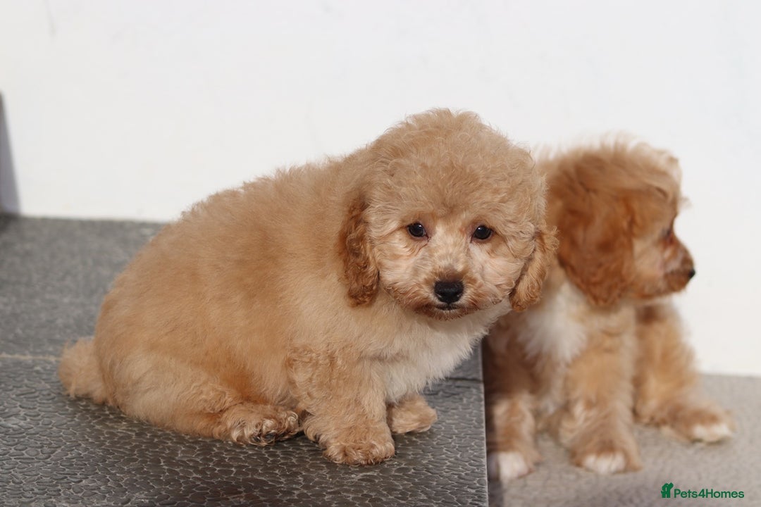 Cavapoo dogs for sale: F1 Cavapoo puppies for sale FULLY VACCINATED - Advert 12