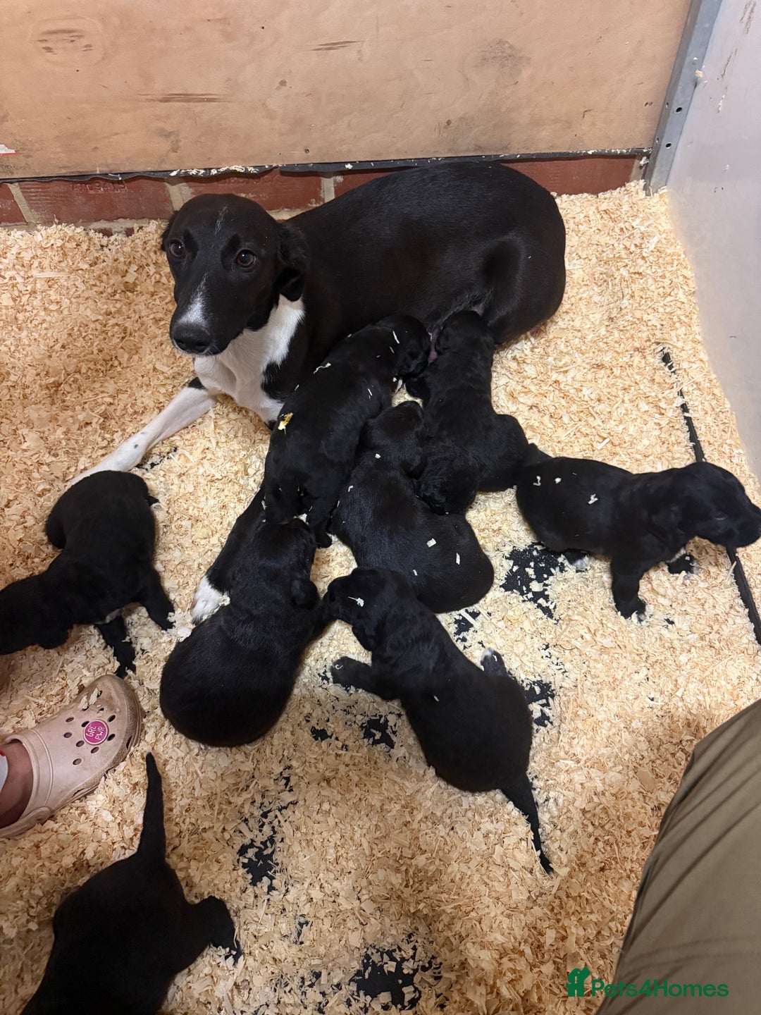 Mixed Breed dogs for sale: Bedlington x whippet Lurcher pups - Image 18