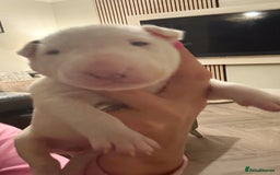 English Bull Terrier dogs for sale: Adorable English Bull Terrier Puppies - Image 16