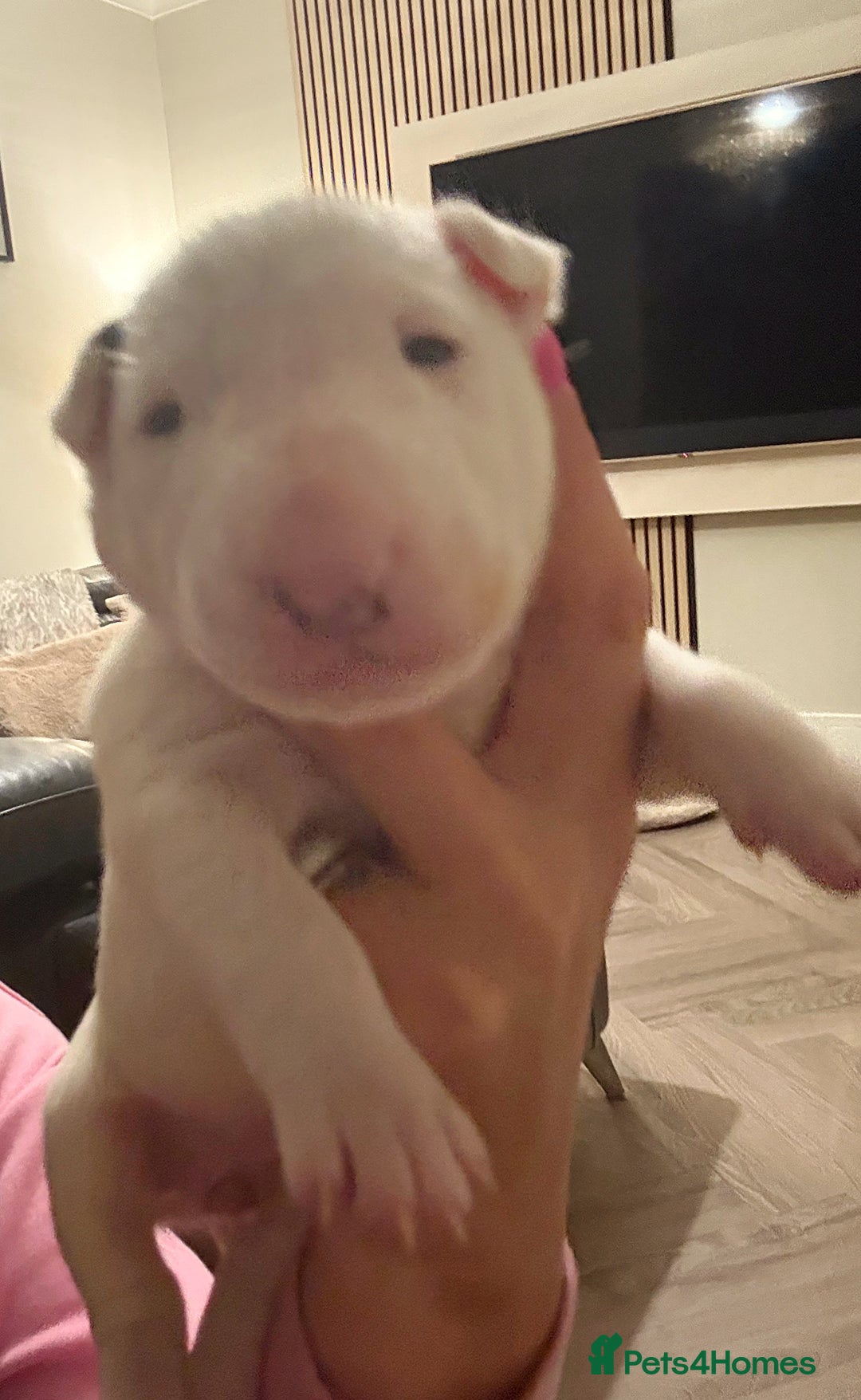 English Bull Terrier dogs for sale: Adorable English Bull Terrier Puppies - Image 16