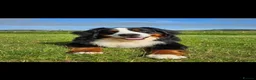Bernedoodle dogs for sale: STUNNING DNA CLEAR BERNEDOODLES  - Advert 20