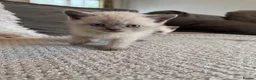 British Shorthair cats for sale: British shorthair colourpoint kittens  - Advert 19