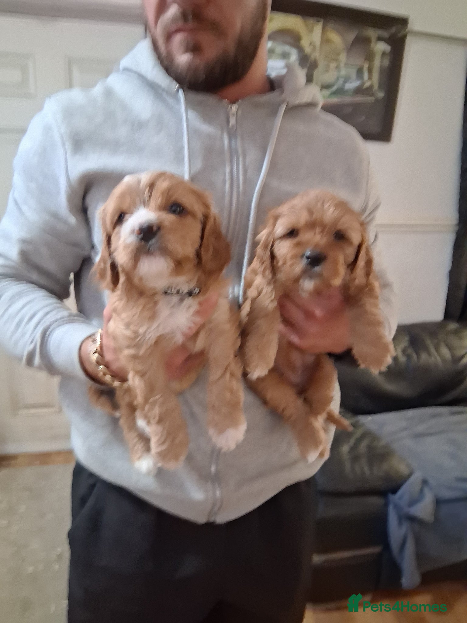 Cavapoo dogs Extensively health tested f1 cavapoos - Advert 2