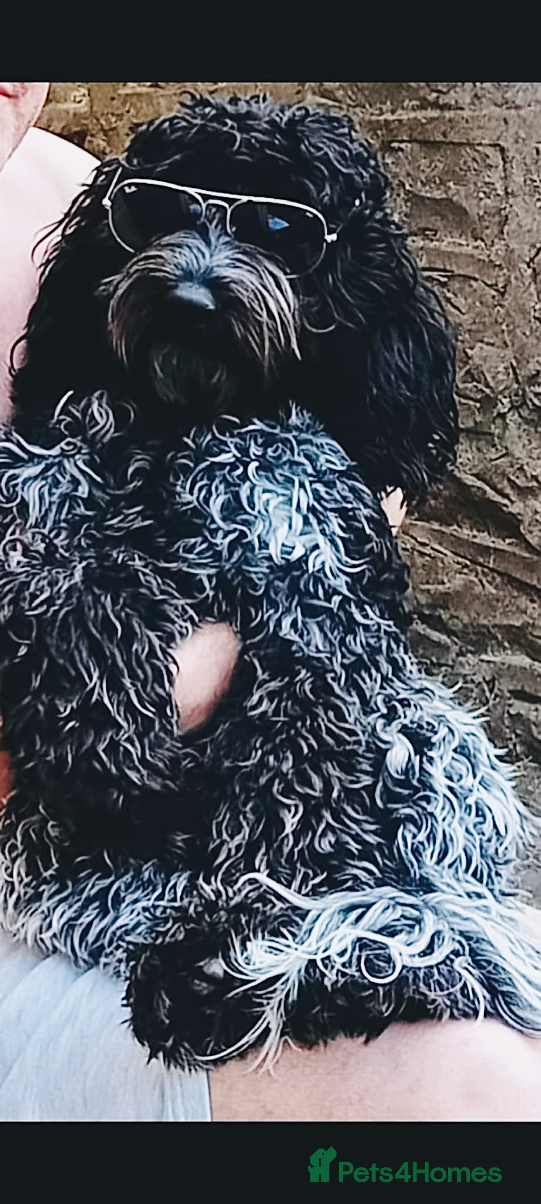 Cockapoo dogs for sale: F1 blue, chocolate roans and tri phantom Cockapoos - Advert 20