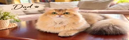 British Shorthair cats for sale: BSH GCCF NY25 golden chinchilla boys kittens - Advert 2