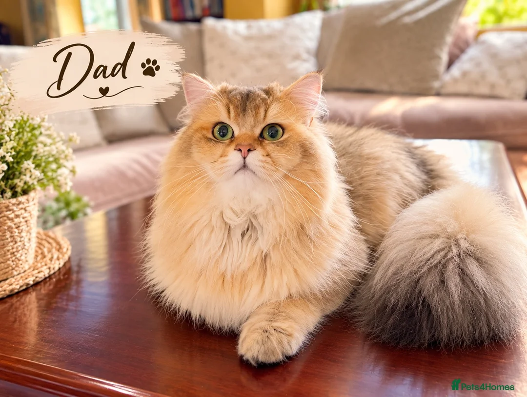 British Shorthair cats for sale: BSH GCCF NY25 golden chinchilla boys kittens - Advert 2