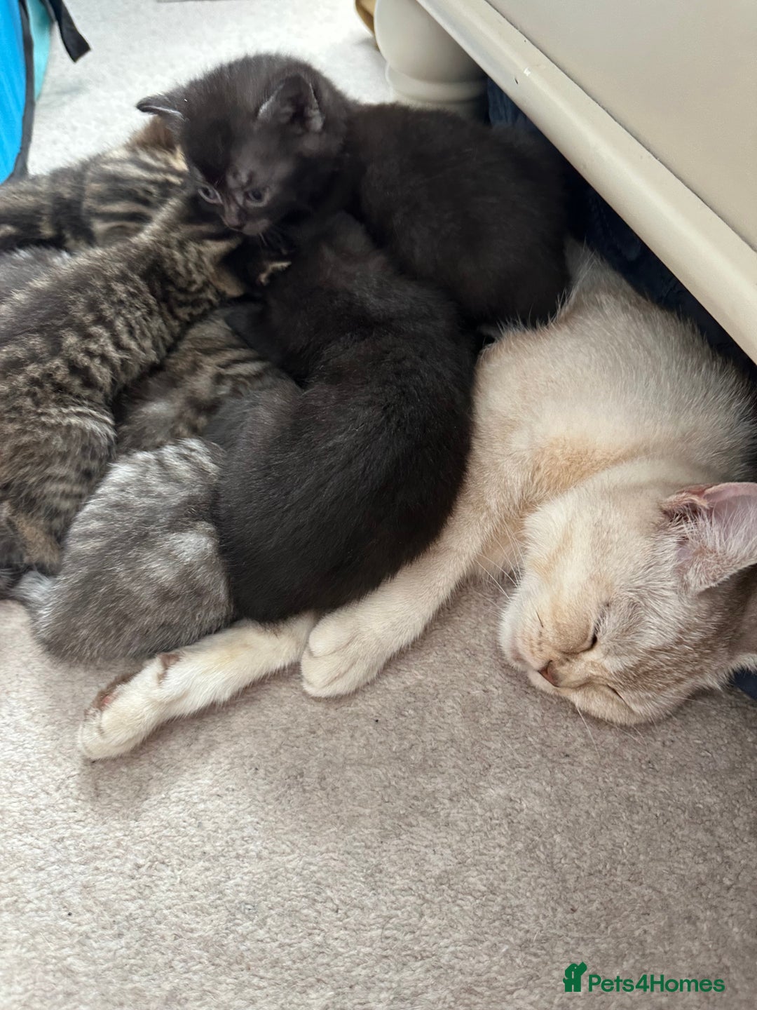Mixed Breed cats for sale: British shorthair X British shorthair x Tabby - Image 22