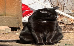 Bombay cats for sale: Paris the Bombay 🖤 - Image 11