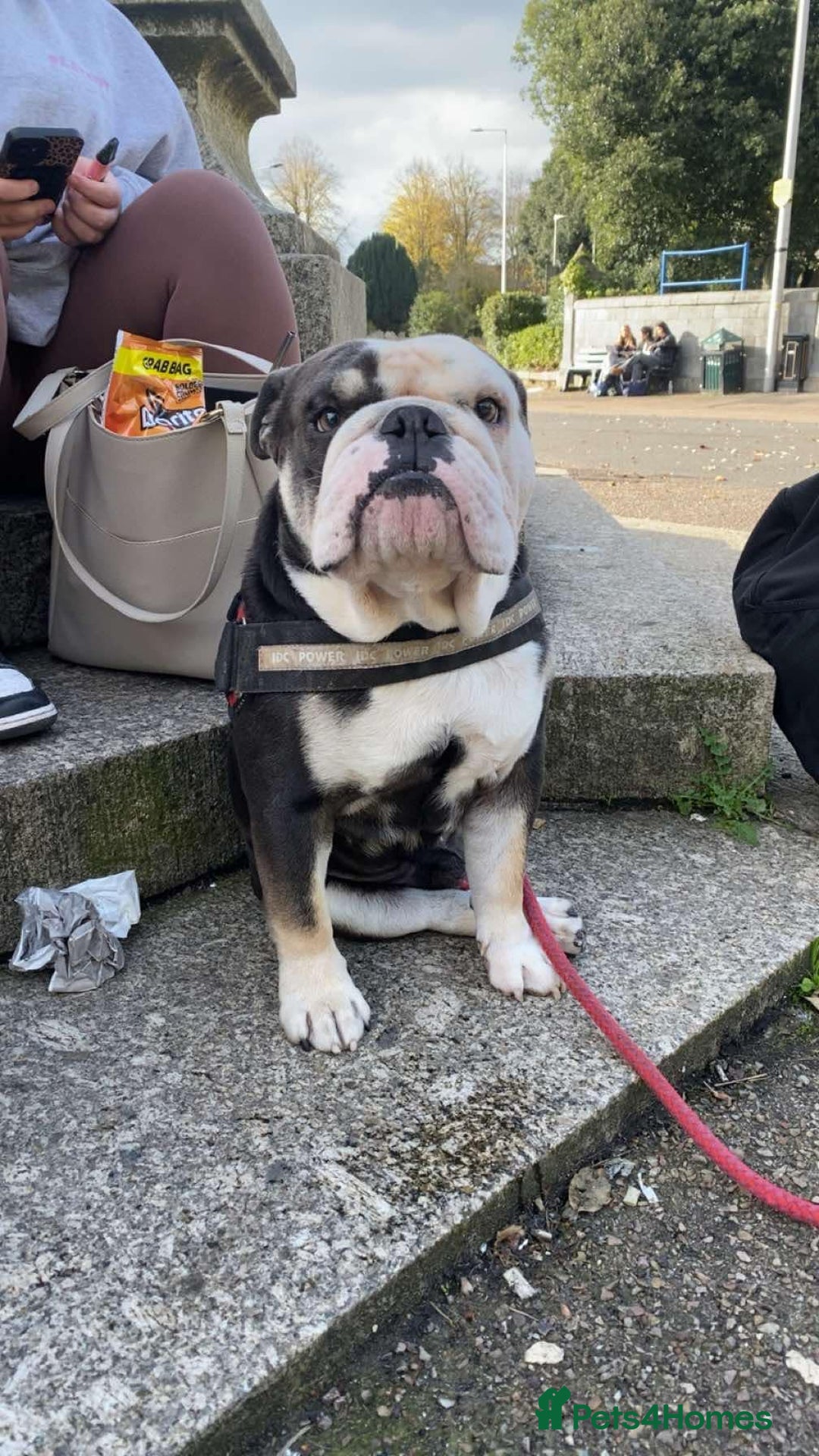 English Bulldog dogs for sale: English bulldog  - Image 3