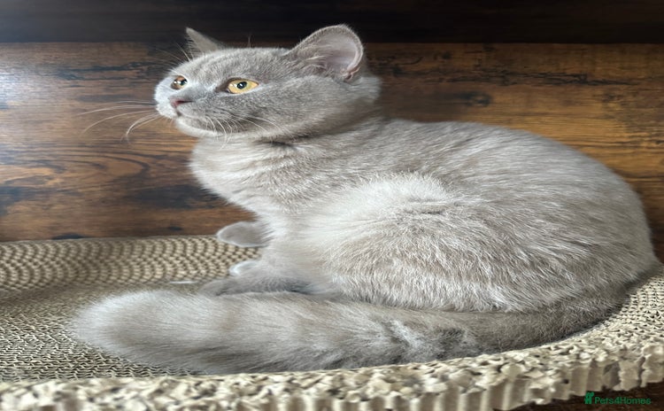 British Shorthair cats in Croydon - Advert 4