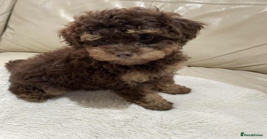 Cavapoo dogs - Advert 15