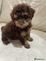 Cavapoo dogs - Advert 15