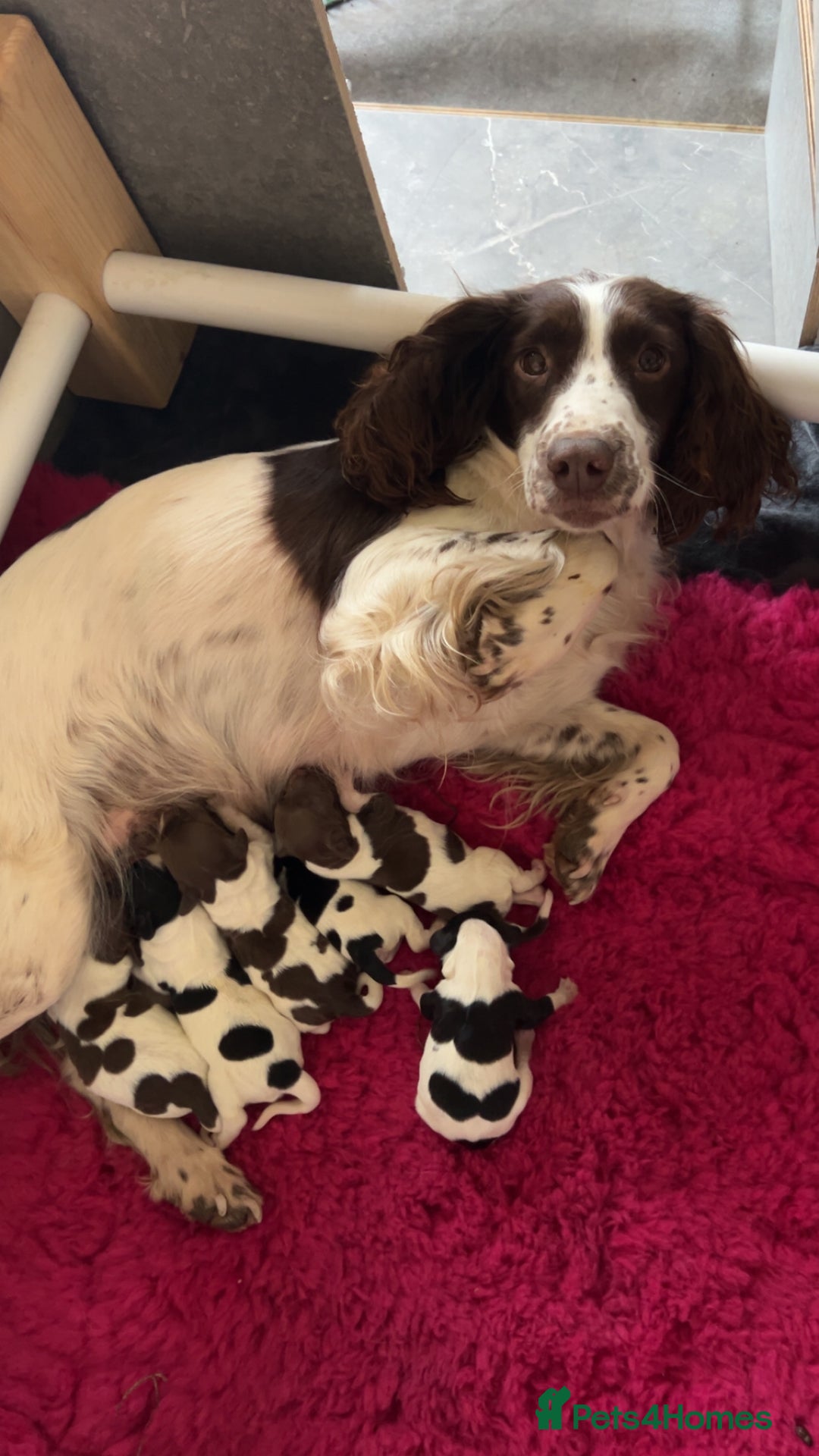 English Springer Spaniel dogs for sale: Lovely ESS Litter Due - Advert 6