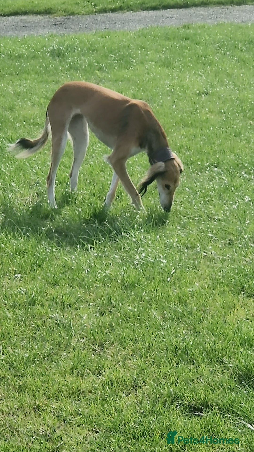 Saluki dogs for sale: 3 year old saluki girl - Image 5