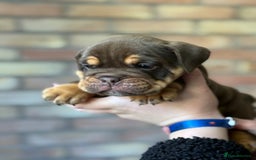 Mixed Breed dogs for sale: Bulldog de Bordeaux  - Image 11