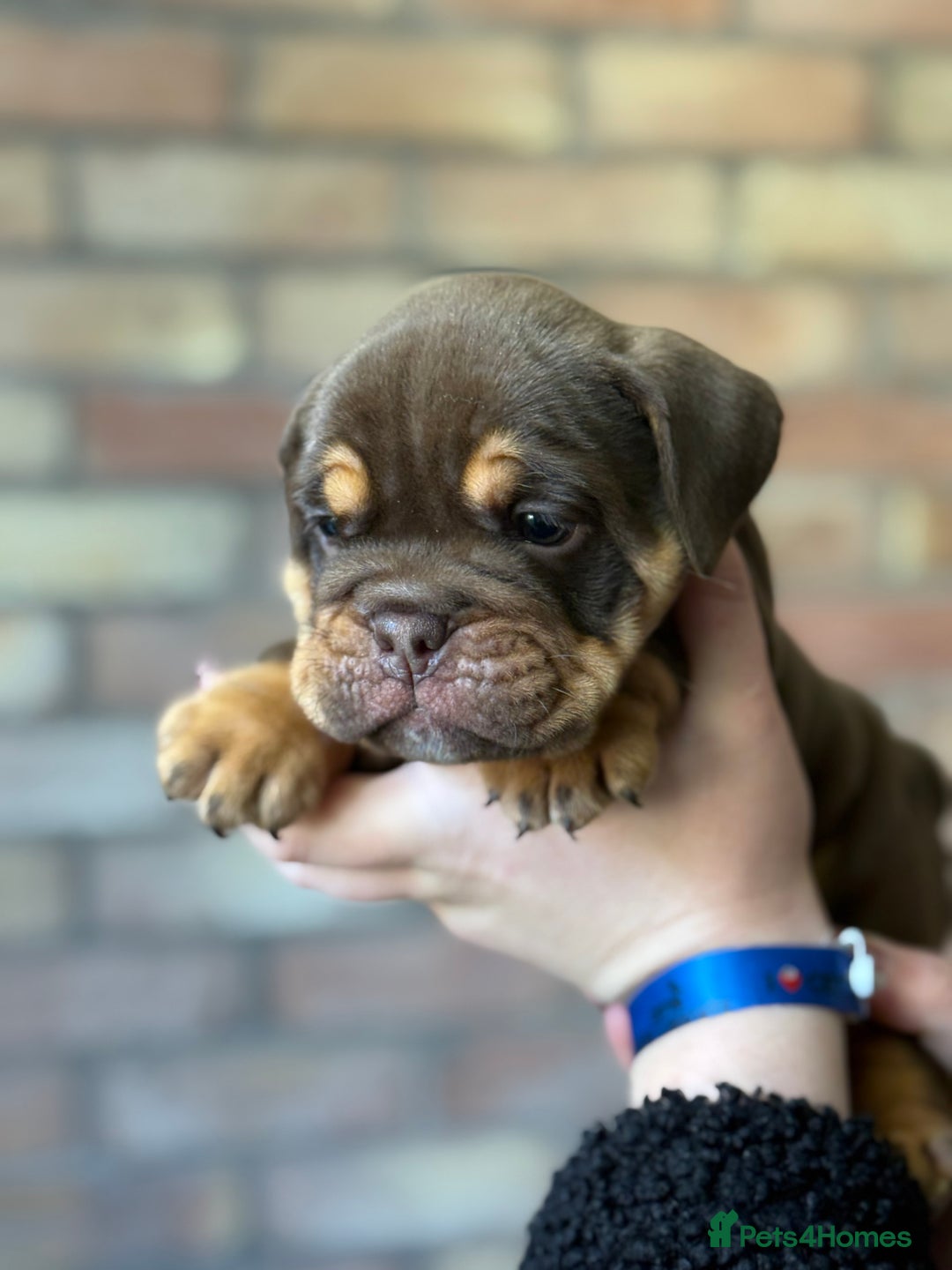 Mixed Breed dogs for sale: Bulldog de Bordeaux  - Image 11