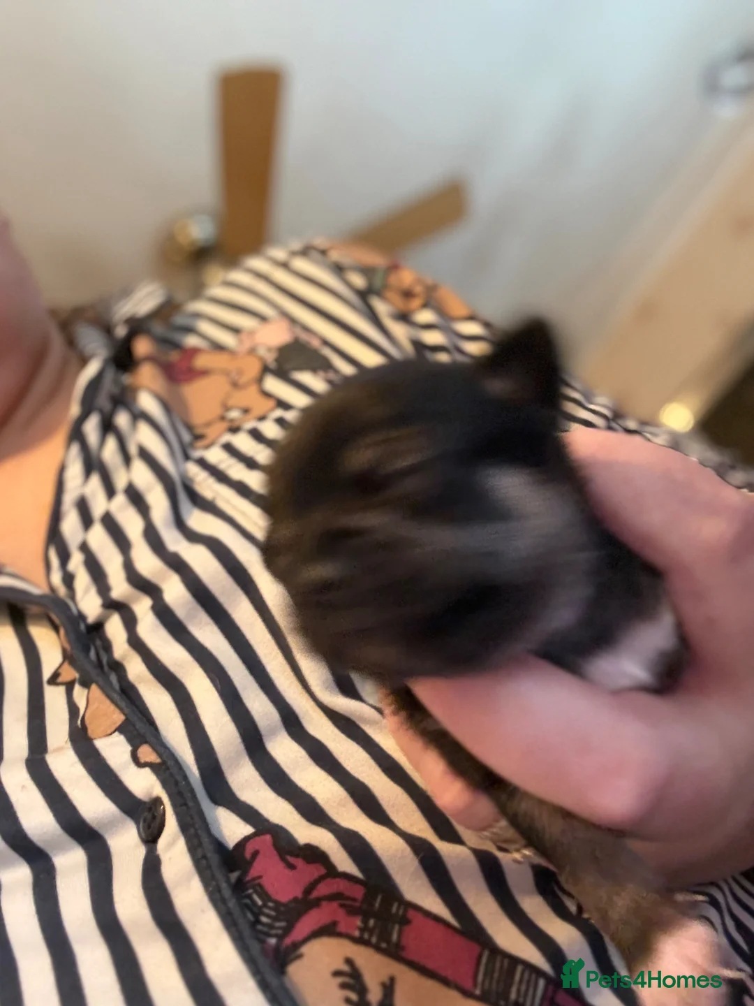 Chihuahua dogs for sale: One male and female left - Advert 10