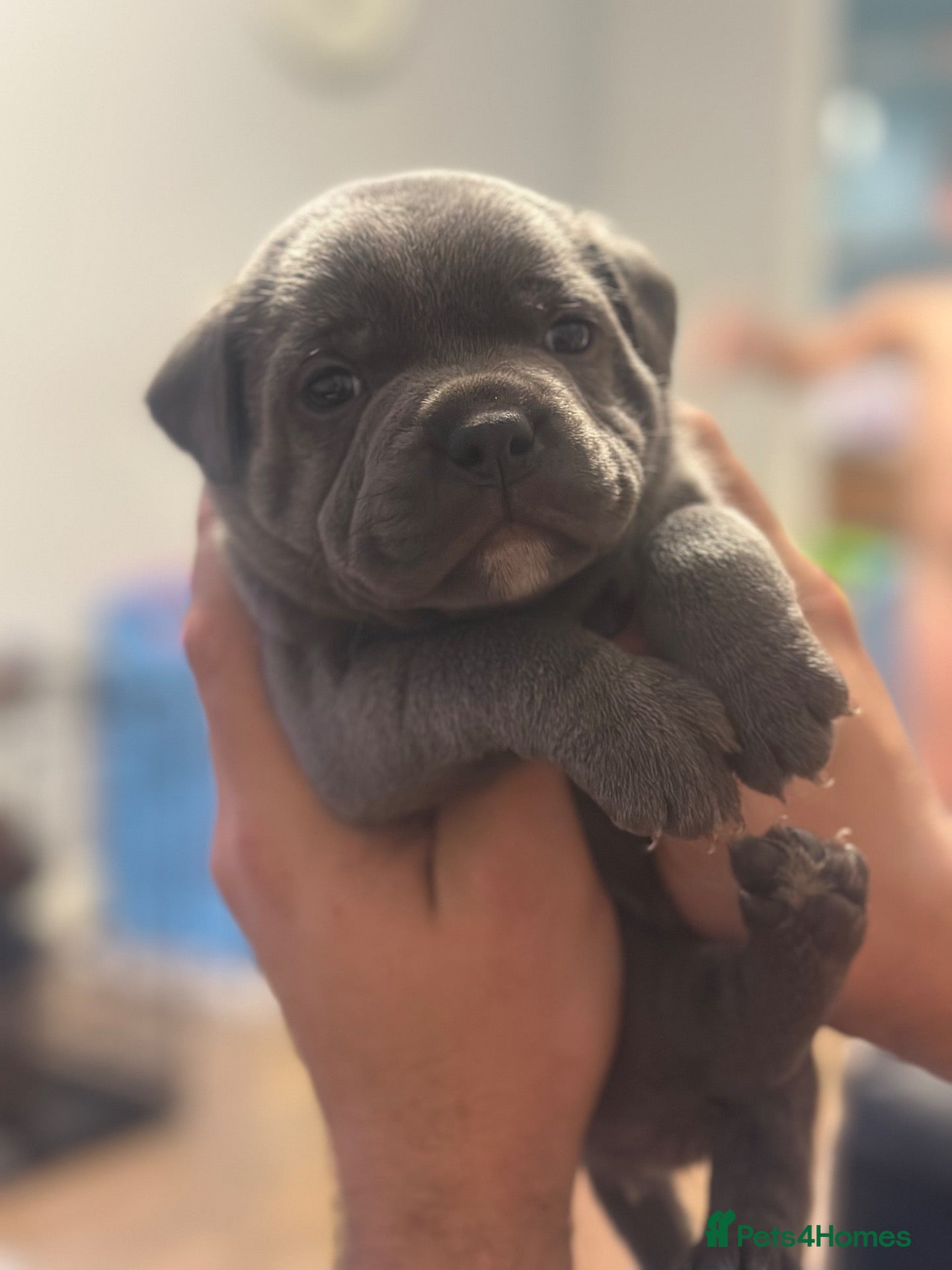 Staffordshire Bull Terrier dogs for sale: Gorgeous Blue Staffy pups ready to leave 21st Nov  - Advert 1