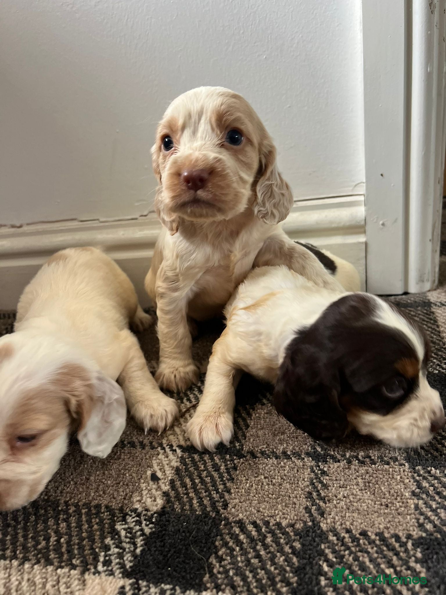 Sprocker dogs 🐾 Beautiful F2 Sprocker Spaniel Puppies 🐾 - Advert 13
