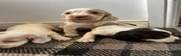 Sprocker dogs for sale: 🐾 Beautiful F2 Sprocker Spaniel Puppies 🐾 - Advert 1