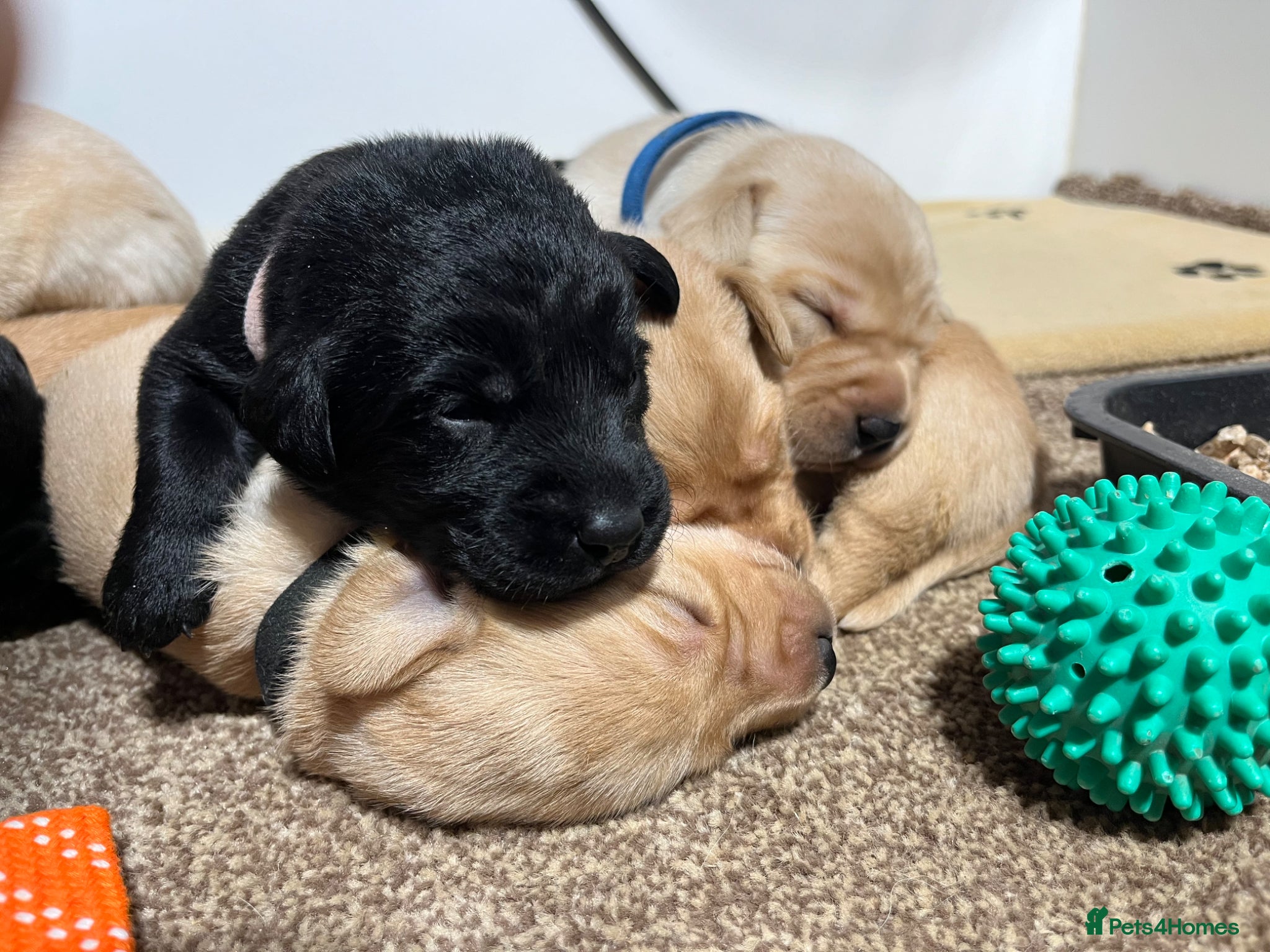 Labrador Retriever dogs Puppy Culture Raised 🐶 Health Tested - Advert 14
