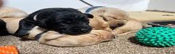 Labrador Retriever dogs for sale: Puppy Culture Raised 🐶 Health Tested - Advert 6