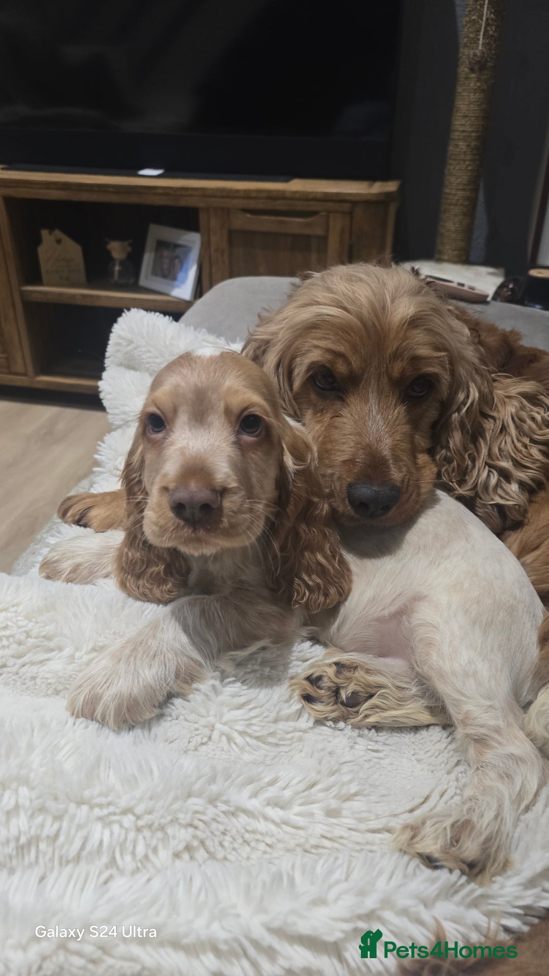 Cocker Spaniel dogs for sale: KC Health tested Show Type Orange Roan Cocker - Advert 6