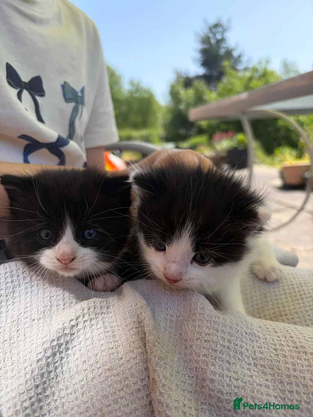 Mixed Breed cats for sale: Three beautiful mixed breed kittens. - Advert 2