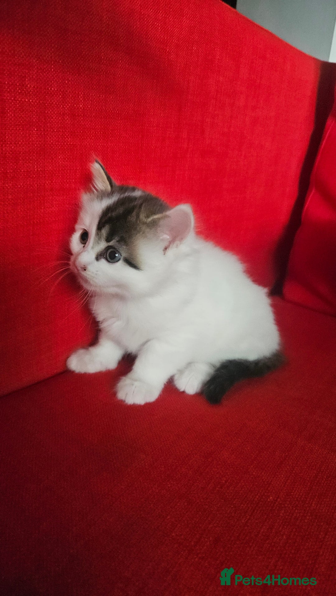 Domestic Shorthair cats for sale: Male and female  - Image 6