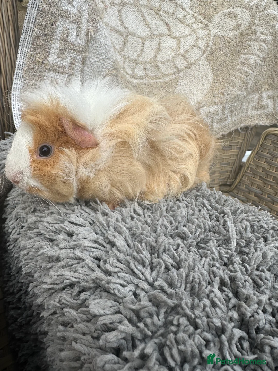 Guinea Pig rodents for sale: 1 left Lovely funky haired male guinea pig - Advert 1