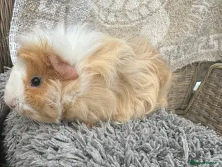 Guinea Pig rodents 1 left Lovely funky haired male guinea pig - Advert 15