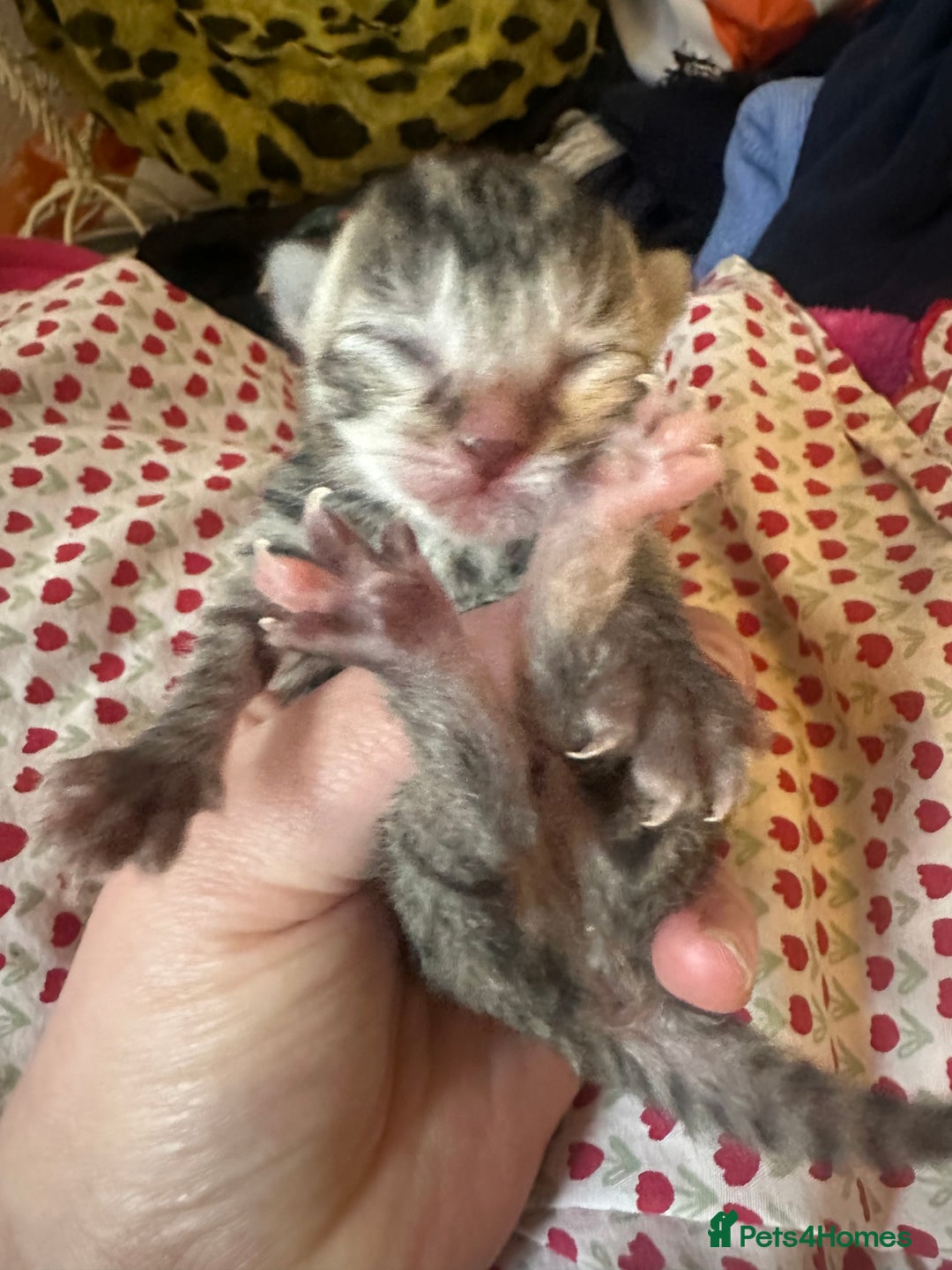 Mixed Breed cats for sale: X 3 Mixed tabby kittens - Advert 2