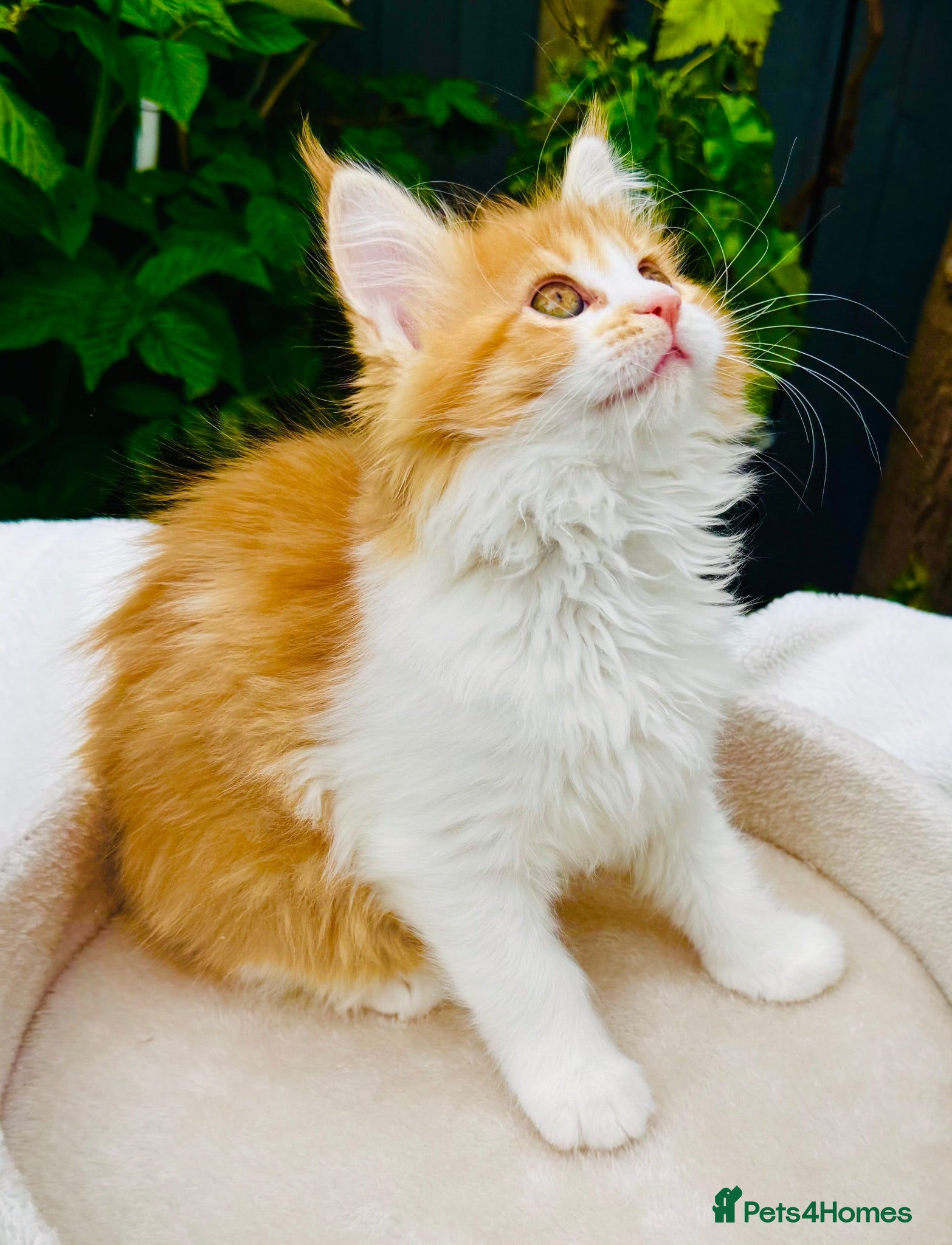 Maine Coon cats Pure breed beautiful main coon kitten  - Advert 2