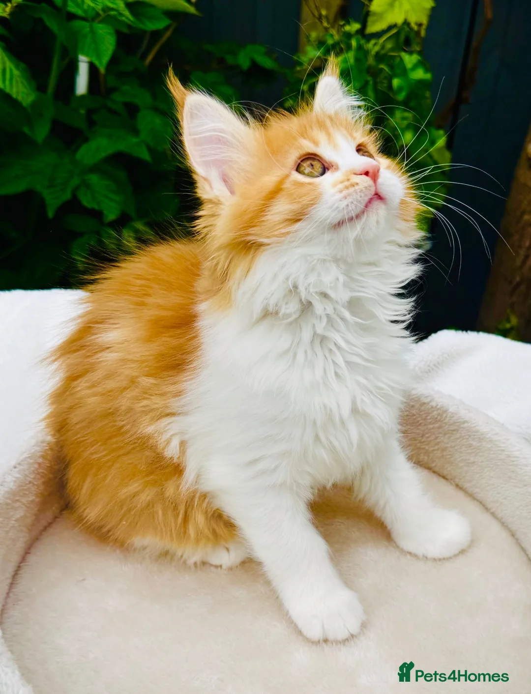 Maine Coon cats for sale: Pure breed beautiful main coon kitten  - Advert 2