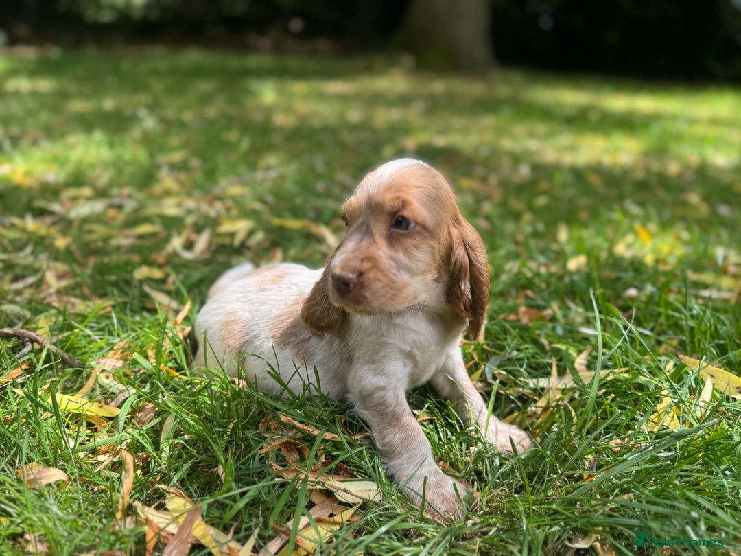 Cocker Spaniel dogs for sale: TRUE SHOWTYPE COCKERSSPANIELS HEALTHTESTED PARENTS - Image 9
