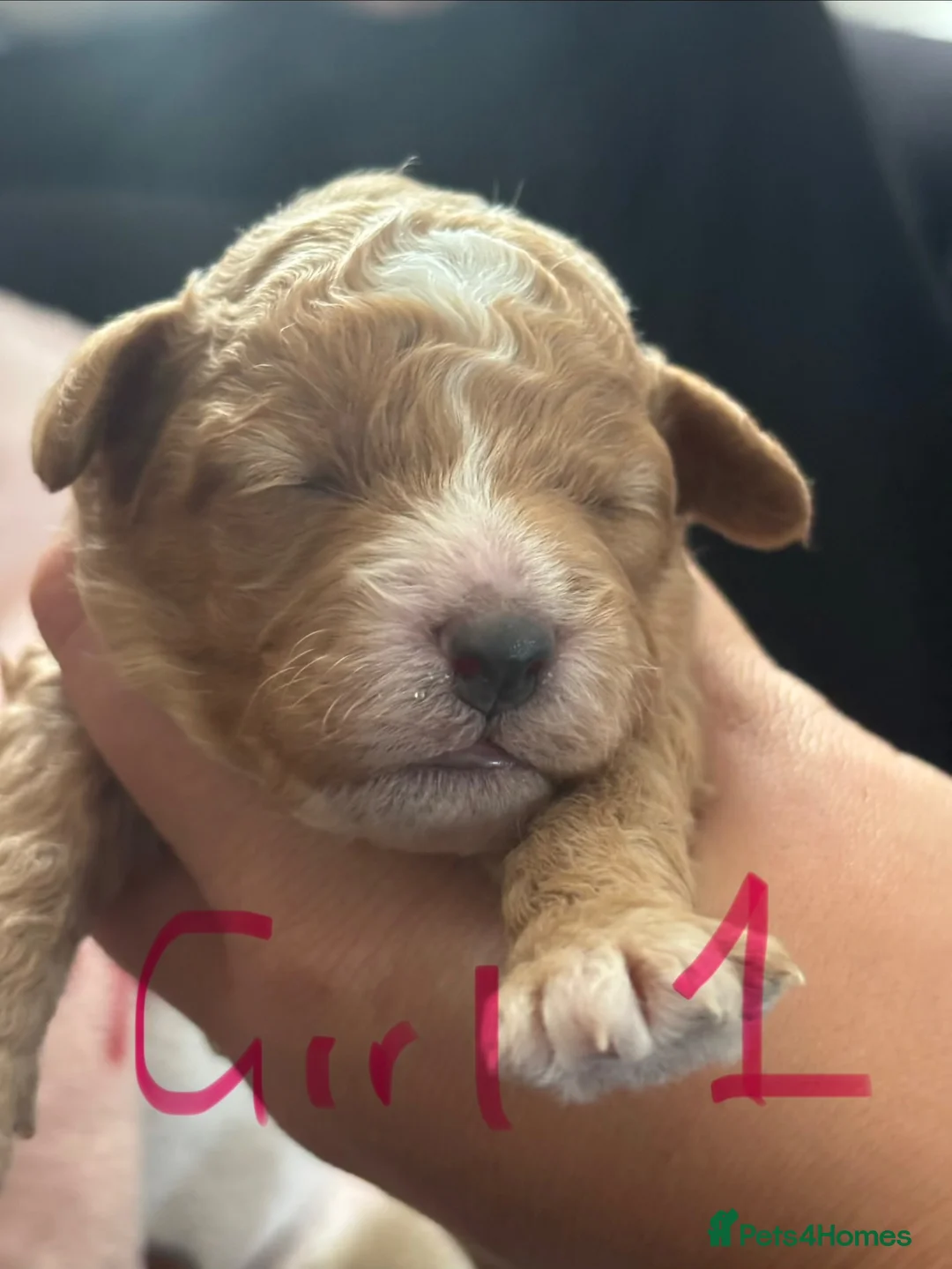 Cockapoo dogs for sale: **MINIATURE STUNNING COCKAPOO PUPPIES** - Advert 2