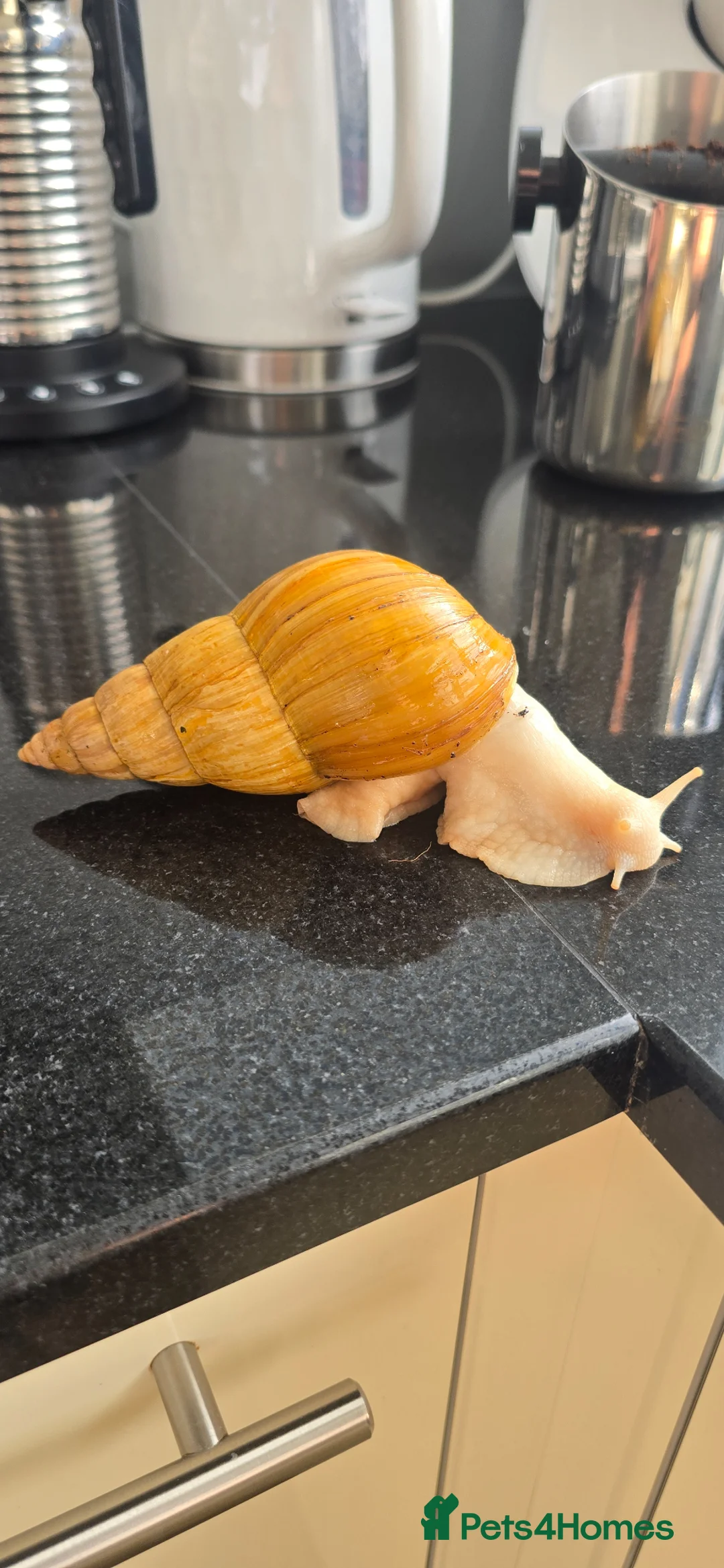 Snails invertebrates for sale: African Snail  in London - Advert 5