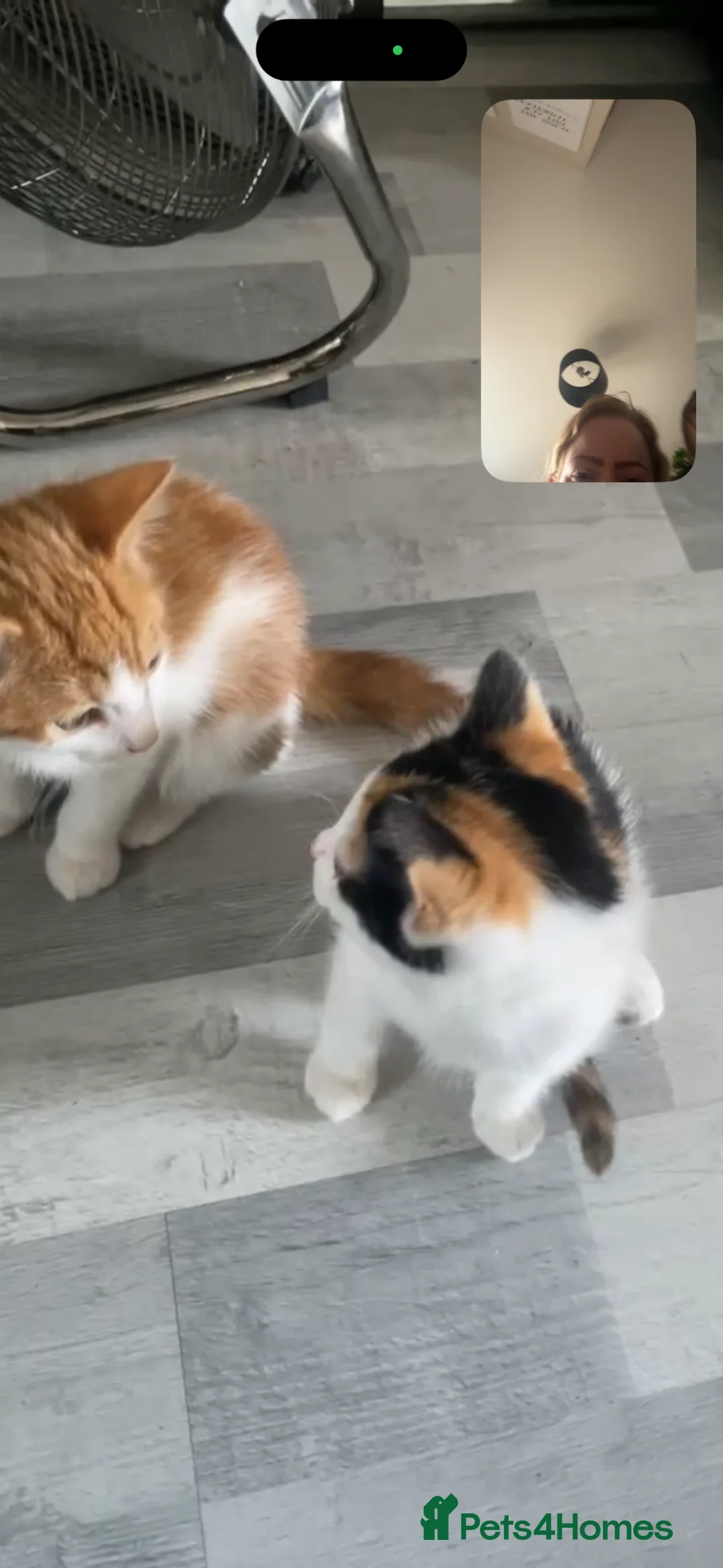 Mixed Breed cats for sale: Ginger and white male  - Advert 2