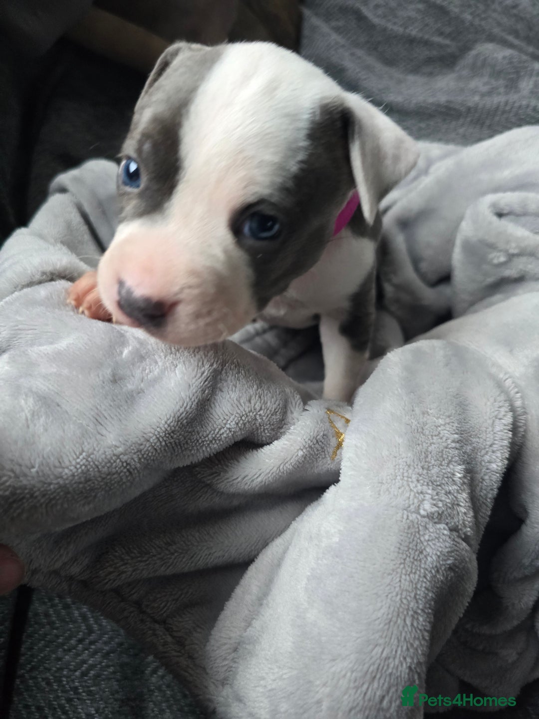 Staffordshire Bull Terrier dogs for sale: Staffordshire Bull Terrier  - Advert 12