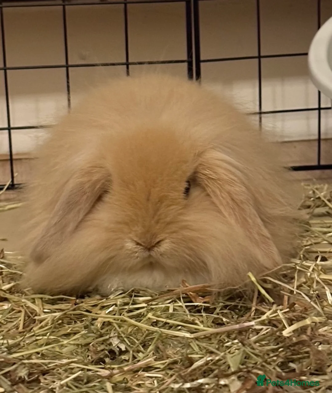 Mini Lion Lop rabbits for sale: Adorable Lionhead Mini Lop Baby Bunny for sale - Advert 2